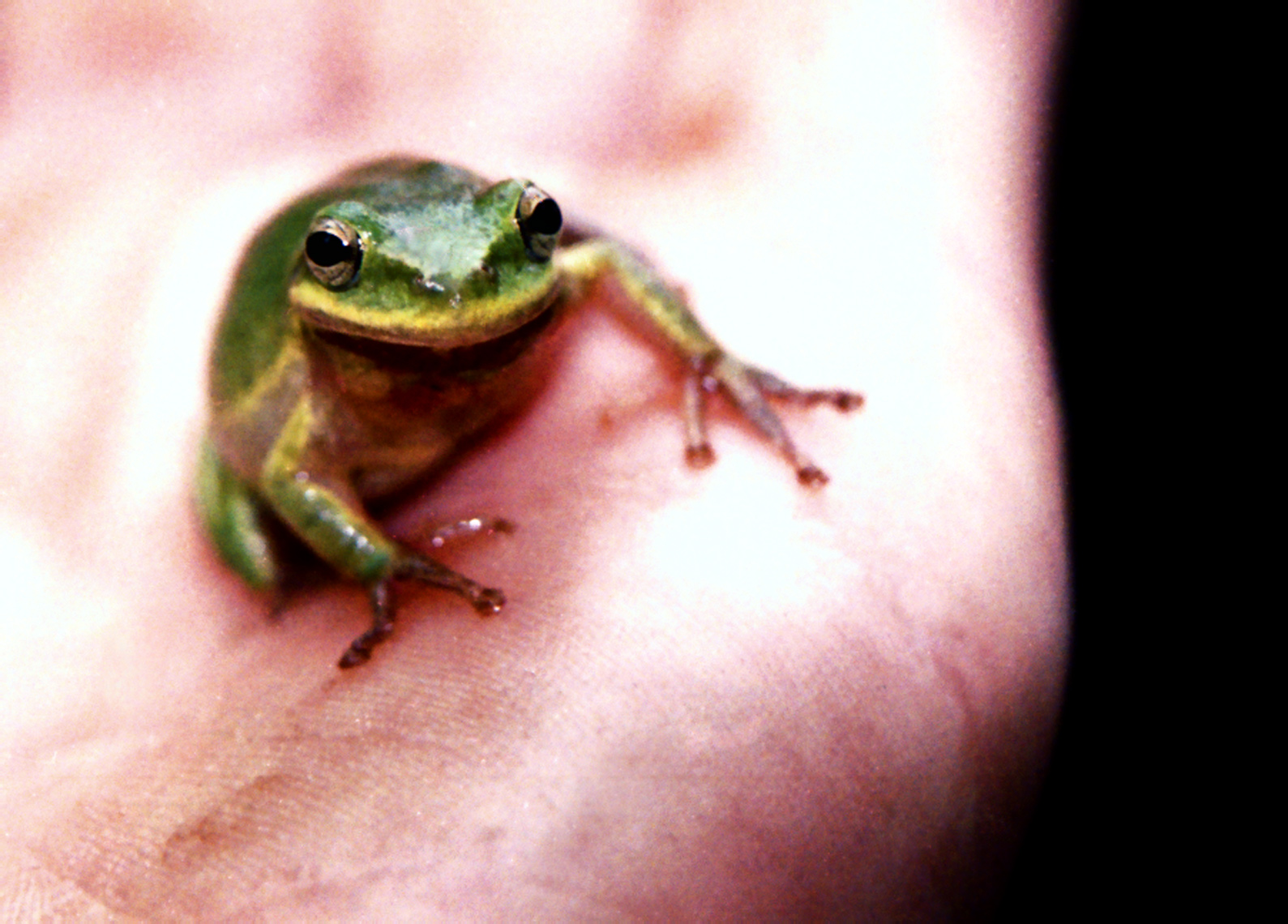 GreenTFrog.jpg