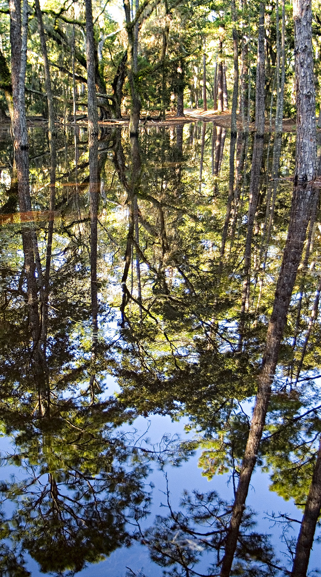 treereflection.jpg
